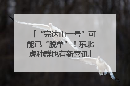 “完达山一号”可能已“脱单”！东北虎种群也有新喜讯