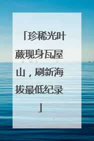 珍稀光叶蕨现身瓦屋山，刷新海拔最低纪录