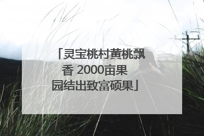 灵宝桃村黄桃飘香 2000亩果园结出致富硕果
