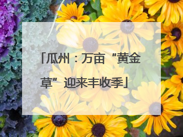 瓜州：万亩“黄金草”迎来丰收季