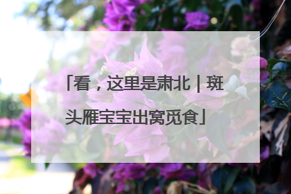 看，这里是肃北｜斑头雁宝宝出窝觅食