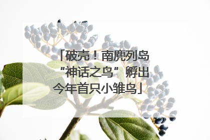 破壳！南麂列岛“神话之鸟”孵出今年首只小雏鸟
