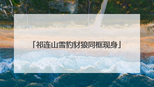 祁连山雪豹豺狼同框现身