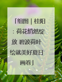组图｜桂阳：荷花悄然绽放 碧波荷叶绘就美好夏日画卷
