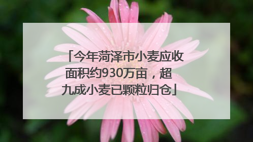 今年菏泽市小麦应收面积约930万亩，超九成小麦已颗粒归仓