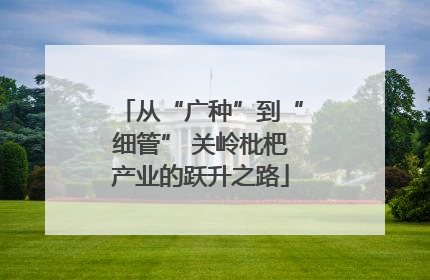 从“广种”到“细管” 关岭枇杷产业的跃升之路