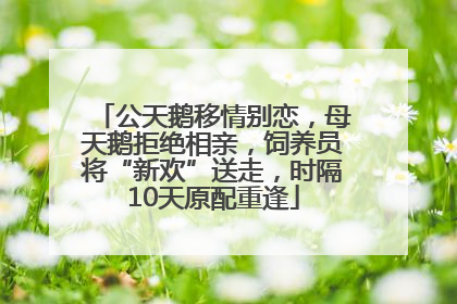 公天鹅移情别恋，母天鹅拒绝相亲，饲养员将“新欢”送走，时隔10天原配重逢