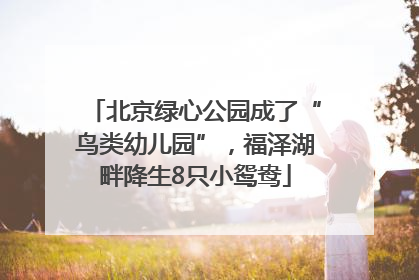 北京绿心公园成了“鸟类幼儿园”，福泽湖畔降生8只小鸳鸯
