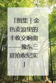 图集｜金色麦浪里的丰收交响曲——豫东三夏抢收纪实