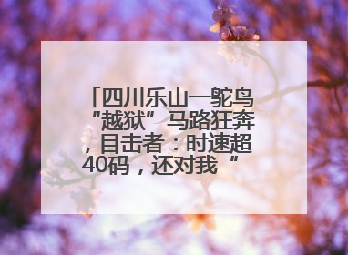 四川乐山一鸵鸟“越狱”马路狂奔，目击者：时速超40码，还对我“笑”了下