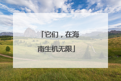 它们，在海南生机无限