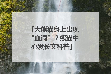 大熊猫身上出现“血洞”？熊猫中心发长文科普