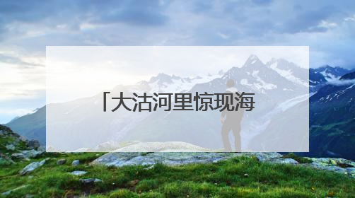 大沽河里惊现海豹？专家：有过此类案例，市民不要自行靠近