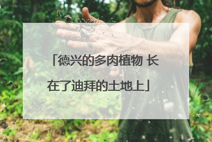 德兴的多肉植物 长在了迪拜的土地上
