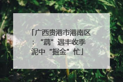 广西贵港市港南区：“藕”遇丰收季 泥中“掘金”忙