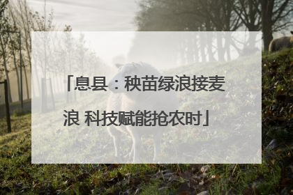 息县：秧苗绿浪接麦浪 科技赋能抢农时