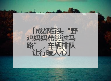 成都街头“野鸡妈妈带崽过马路”，车辆排队让行暖人心