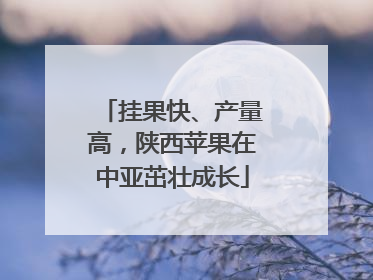 挂果快、产量高，陕西苹果在中亚茁壮成长