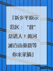新乡平原示范区：“葚”是诱人！黄河滩百亩桑葚等你来采摘
