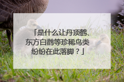 是什么让丹顶鹤、东方白鹳等珍稀鸟类纷纷在此落脚？
