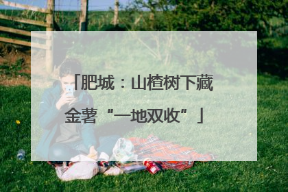 肥城：山楂树下藏金薯“一地双收”