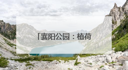 襄阳公园：植荷添新景 打造市民休闲好去处