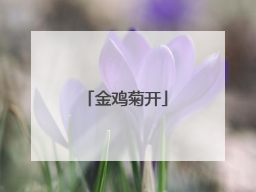 金鸡菊开