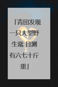 青田发现一只大型野生鼋 目测有六七十斤重